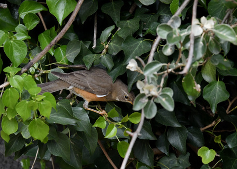 マミチャジナイ4419