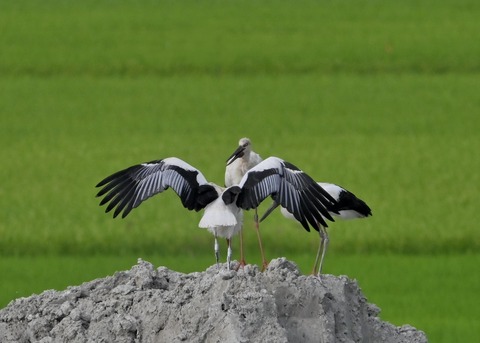コウノトリ親子1854