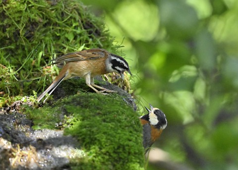 ホオジロとヤマガラ3999
