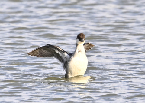 ミコアイサ♀1309