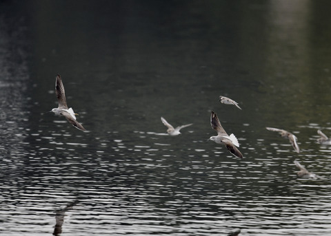 アオアシシギ5748