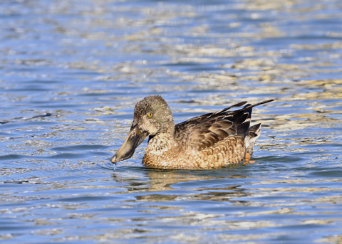 ハシビロガモ♀0597
