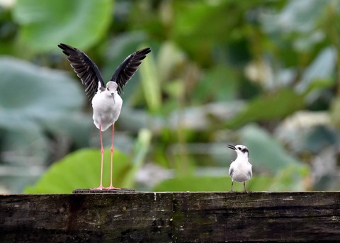 クロハラアジサシ幼鳥2934