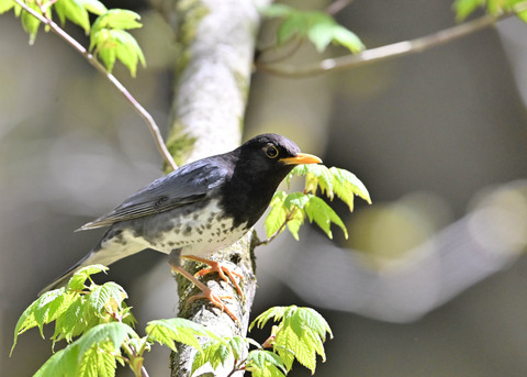 クロツグミ♂5843