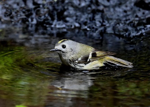 キクイタダキ♀0258