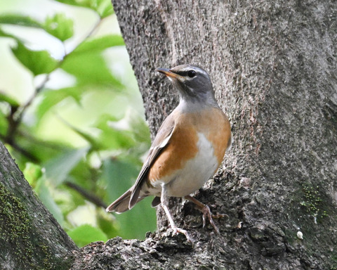 マミチャジナイ9895