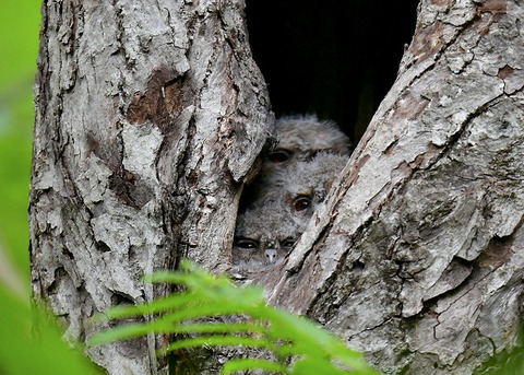 オオコノハズクのヒナ0028