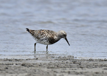 オバシギ夏羽7536