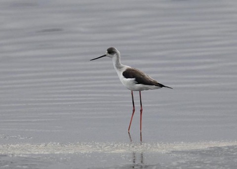 セイタカシギ3915