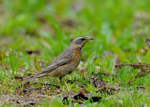 ハチジョウツグミ若鳥0014