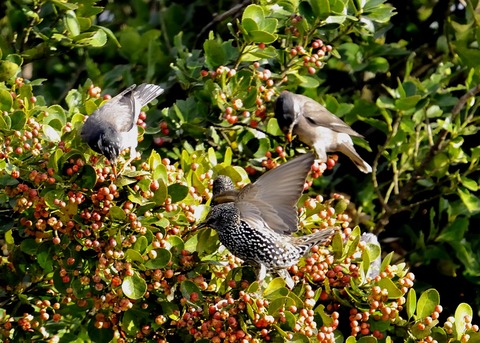 ホシムクドリ7061○