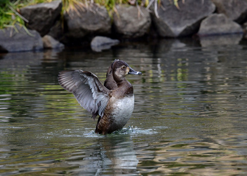 クビワキンクロ♀6901