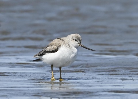 ソリハシシギ3284