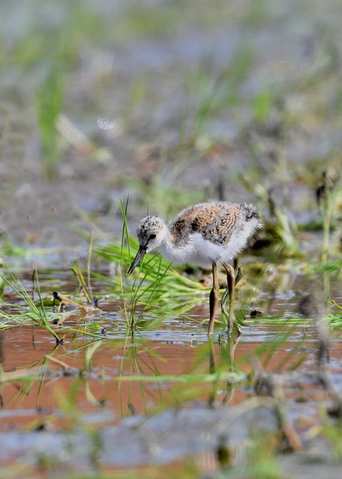 セイタカシギのヒナ5726