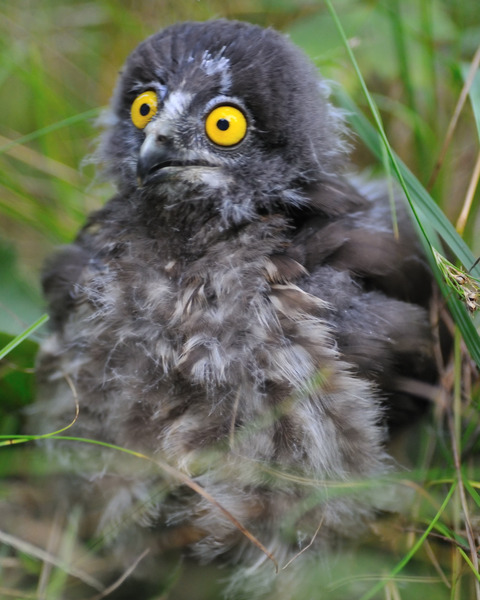 アオバズクのひな6923