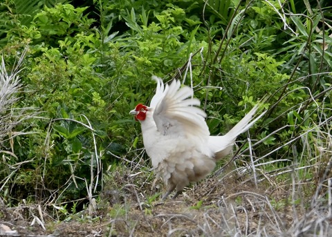 キジ♂白化1665