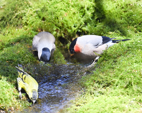 アカウソ♂・♀2561