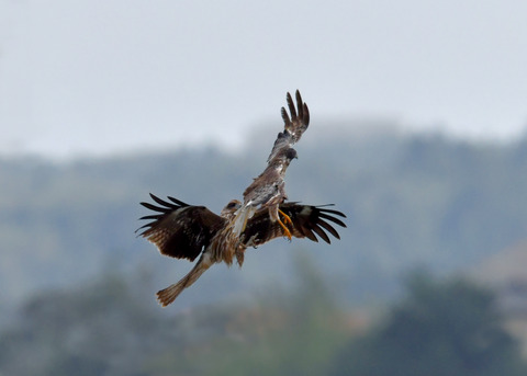 ズグロチュウヒ3123