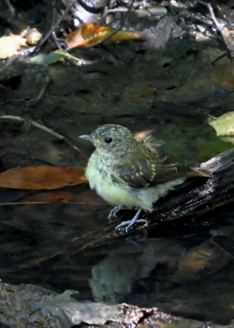 キビタキ幼鳥3481