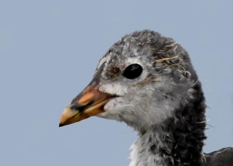 オオバンのヒナ4000