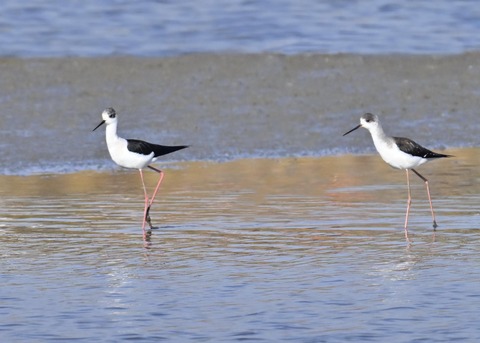 セイタカシギ♂3518