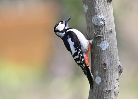 アカゲラ♀5084