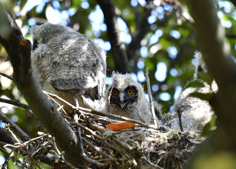 トラフズクのヒナ③5957