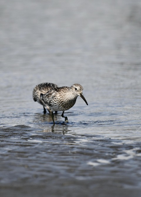 オバシギ若鳥1305