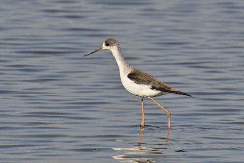 セイタカシギ幼鳥2843