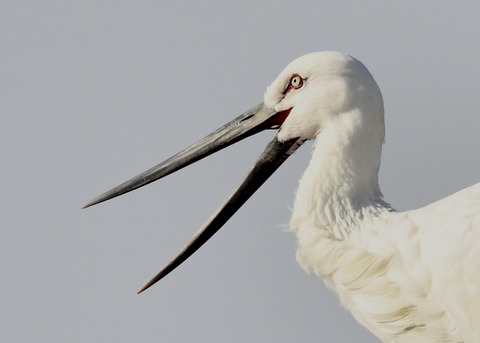 コウノトリ(ひかる)7298