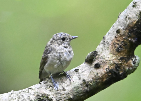 キビタキ幼鳥2126