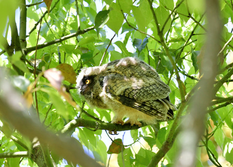 トラフズクのヒナ③9225