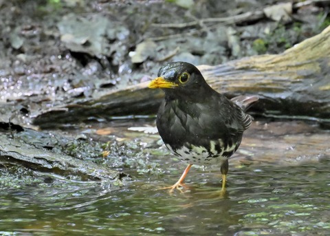 クロツグミ♂4448