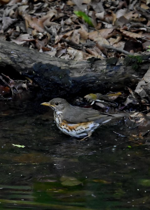 クロツグミ♀4348