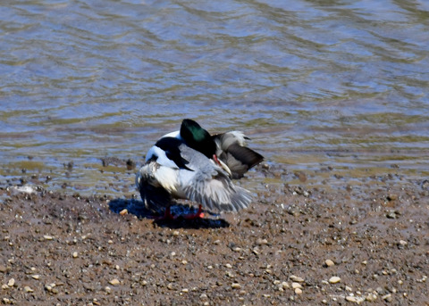 カワアイサ♂2450