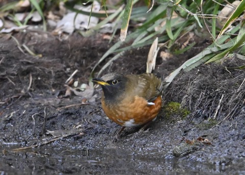 オオアカハラ5311