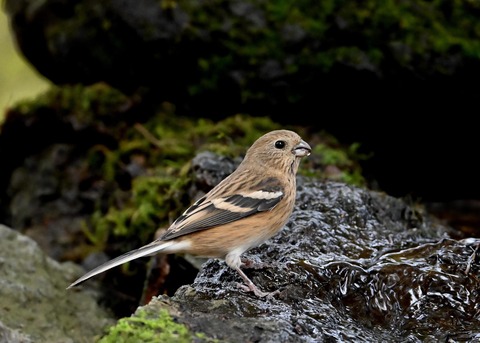 ベニマシコ♀冬羽1792