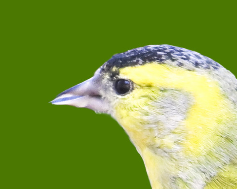 マヒワ♂0000