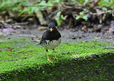 クロツグミ♂1278