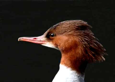 カワアイサ♀4635