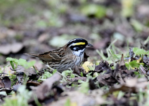 キマユホオジロ♂3603