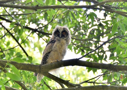 トラフズクのヒナ5103