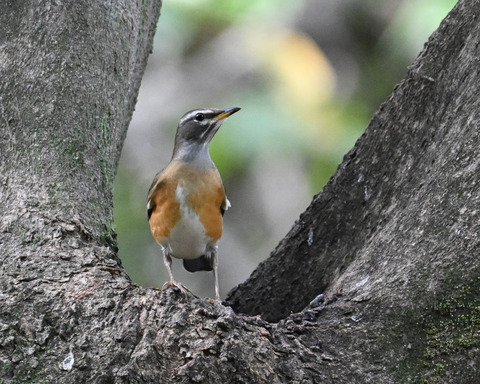 マミチャジナイ1786