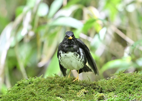 クロツグミ♂0185