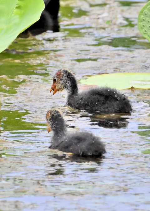 オオバンのヒナ1366