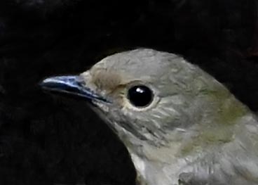 オオルリ♀5000(5219)