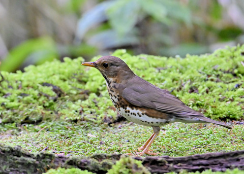クロツグミ♀4283