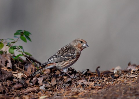 オオマシコ♀4819