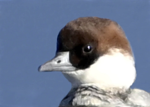 ミコアイサ♀3000