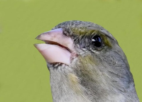 オオカワラヒワ7000